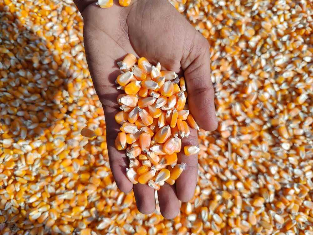 Pure Yellow Maize - Admixture (%): 1%