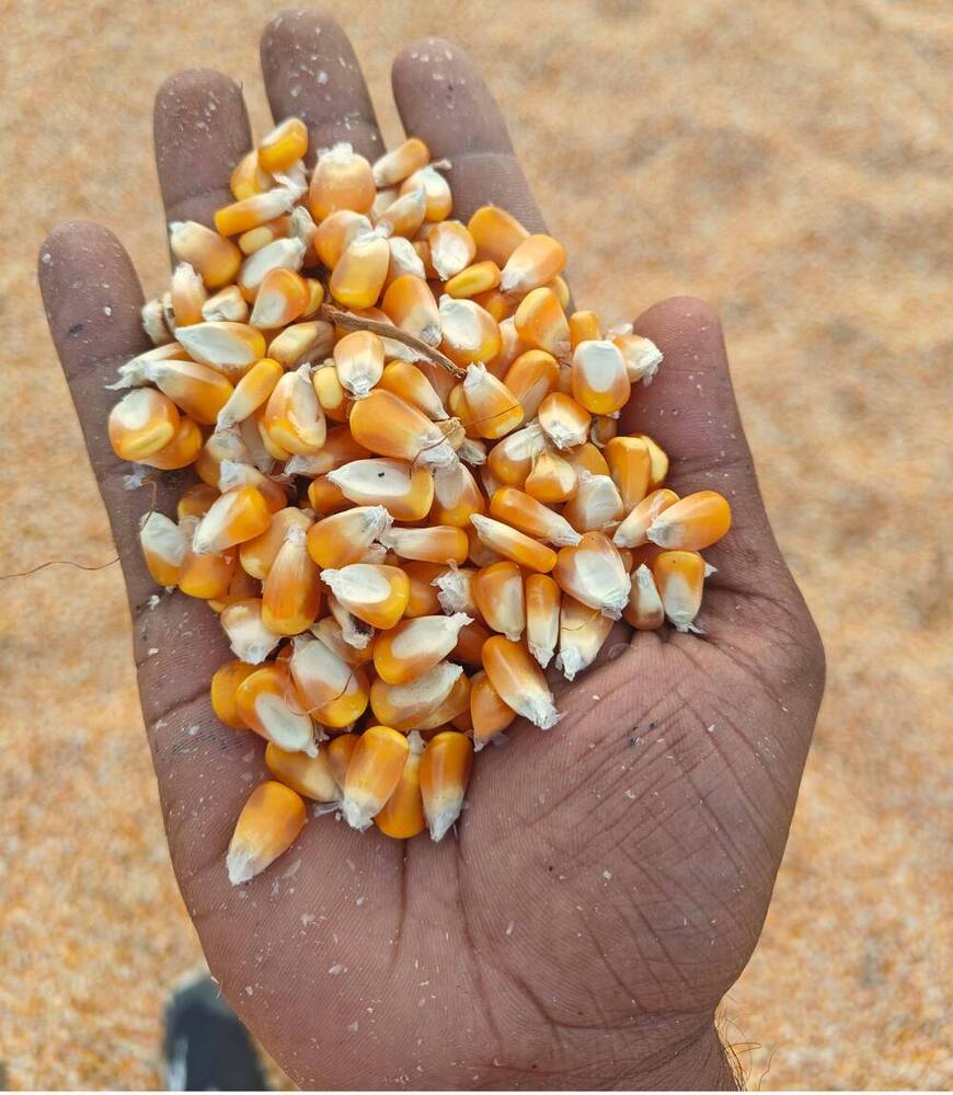 पशु चारा मक्का