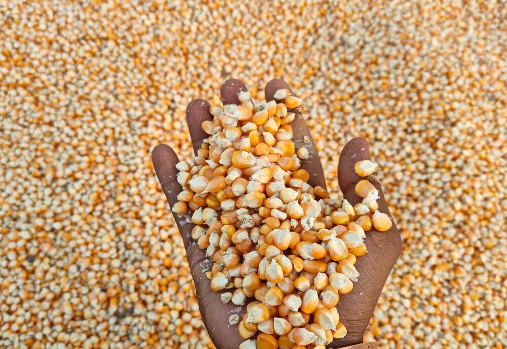 Cattle Feed Maize - Admixture (%): 1% Max