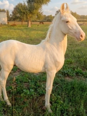 Horse Nukra - Color: White