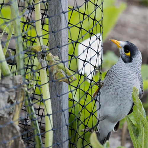 25mm Anti Bird Nylon Net