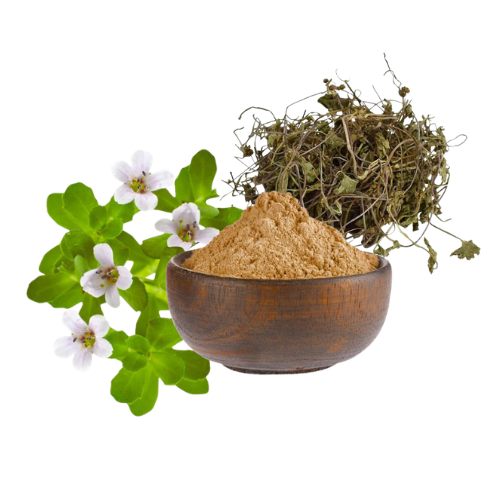 Bacopa Monnieri Powder - Cultivation Type: Natural