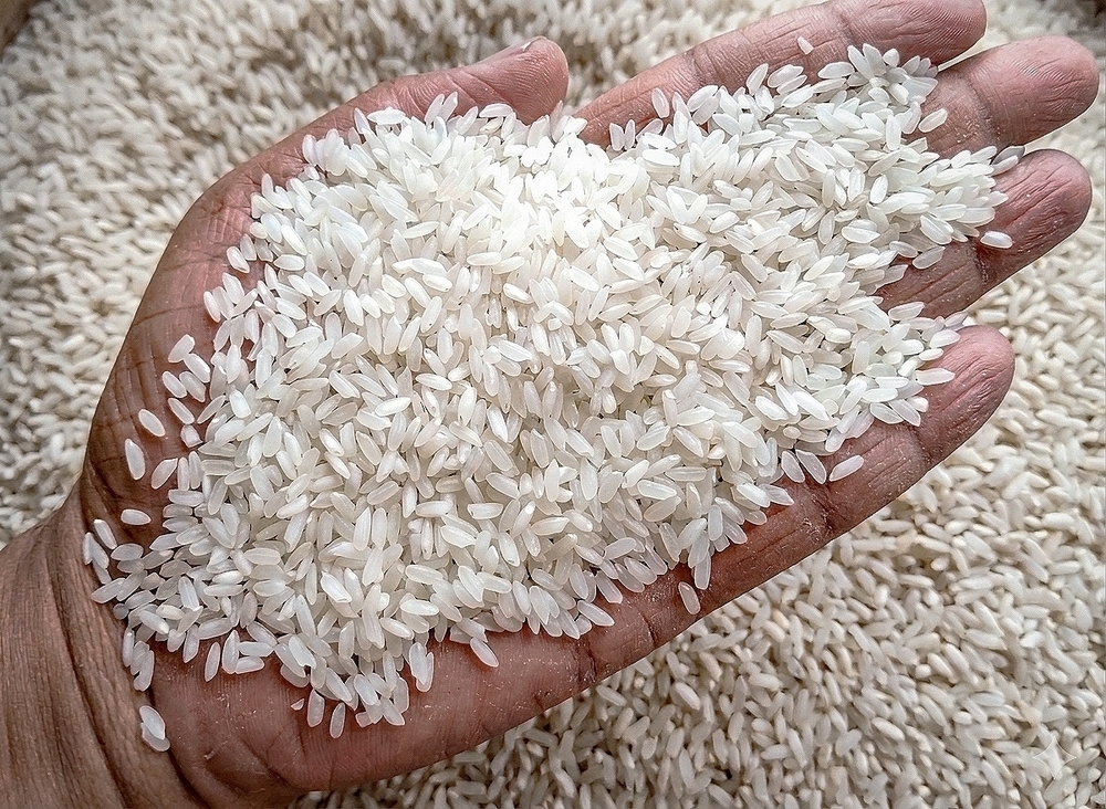Raw Swarna Rice