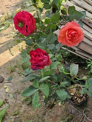 Rose plant