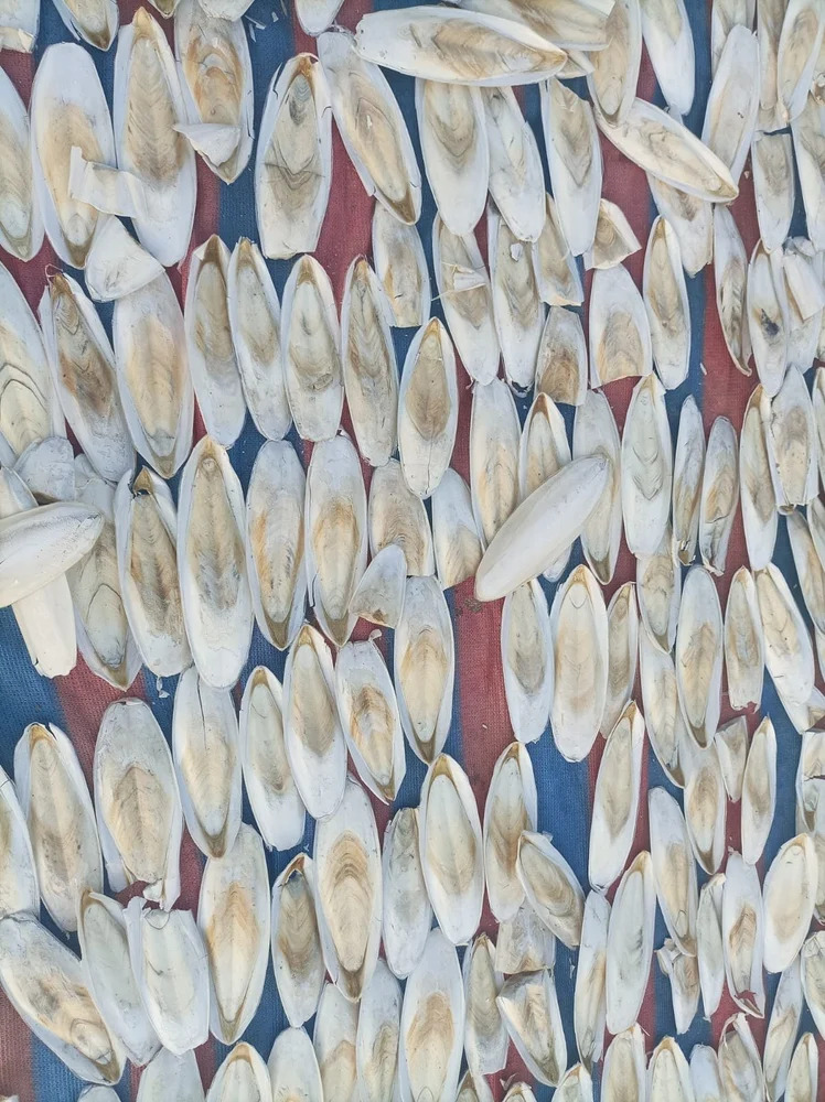 Samundari Jhag Cutle Fish Bone