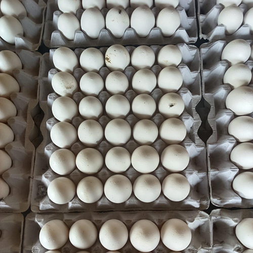 White Eggs