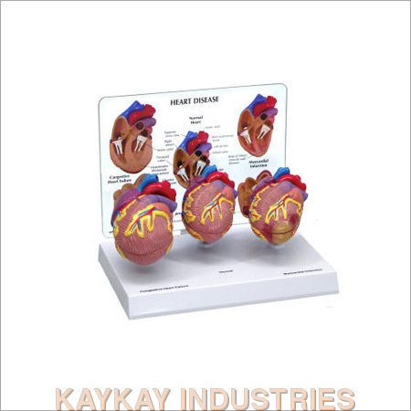 Medical Heart Models - Color: Brown