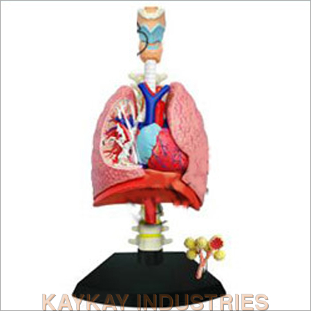 Lungs With Heart Models - Color: Natural