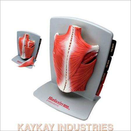 Red Grey Back Muscle Model