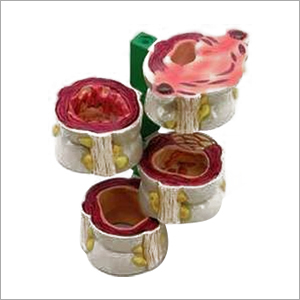 रेड 4 पीसी। कोलोन मॉडल