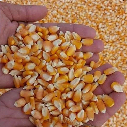 Maize Grain