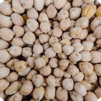 Chick Peas