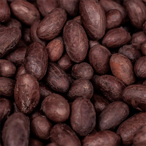 Cocoa Beans