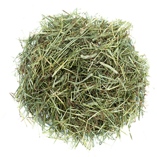 Timothy Hay