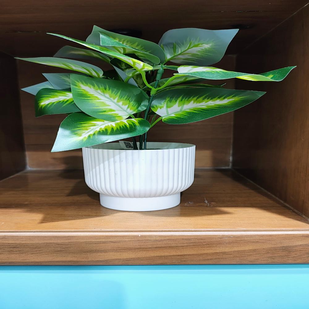 SG-BSP-14 Dumb Canes Plant With Pot