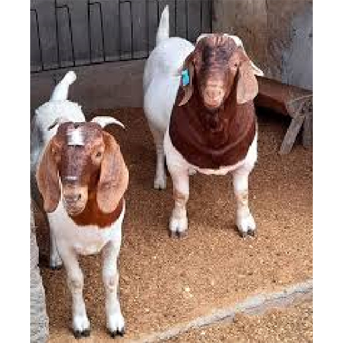 Live Boer Goats