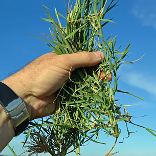 Bermuda Grass