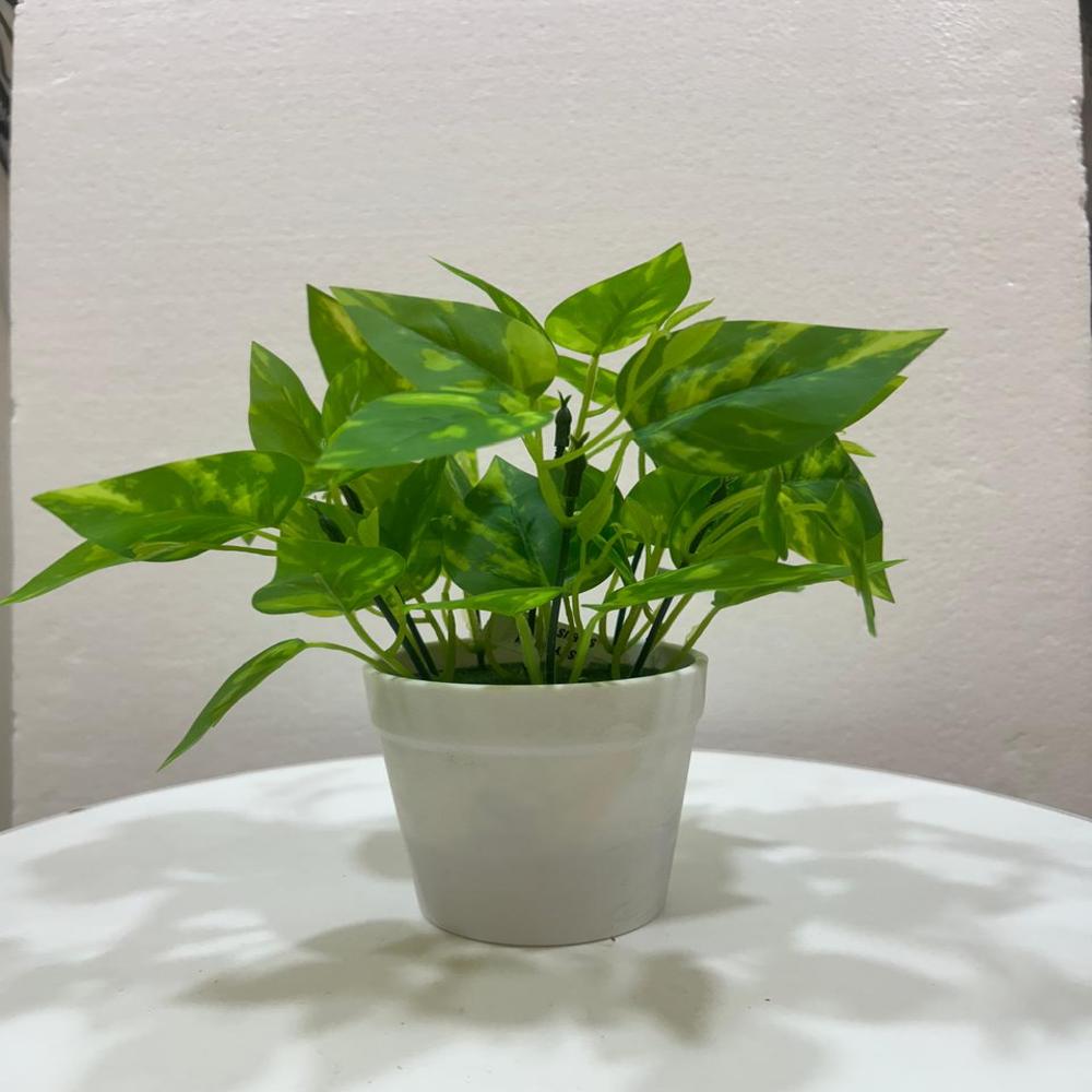 SG-SP-135 Money Plant