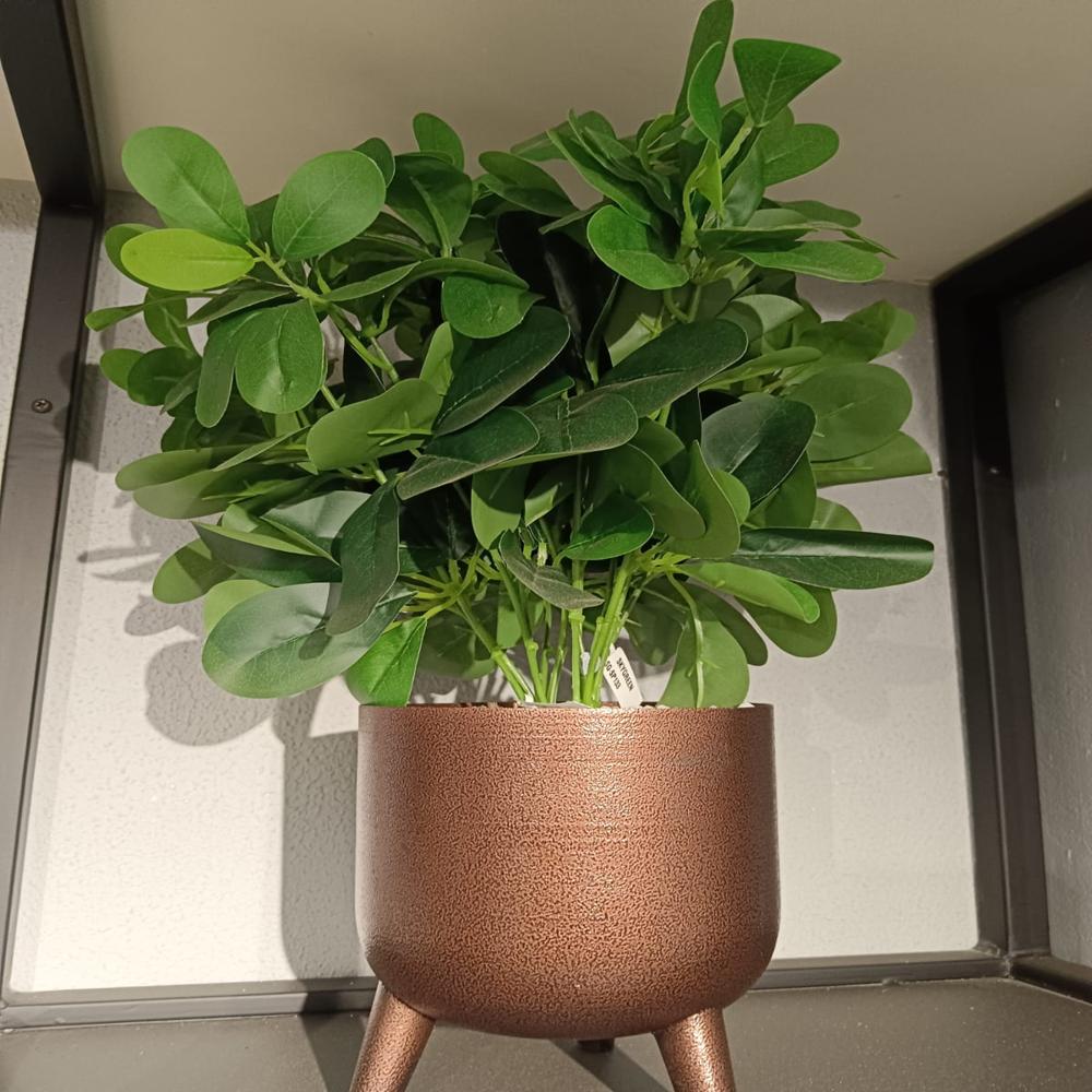 SG-SP-133 Flora Guards Ficus Plant