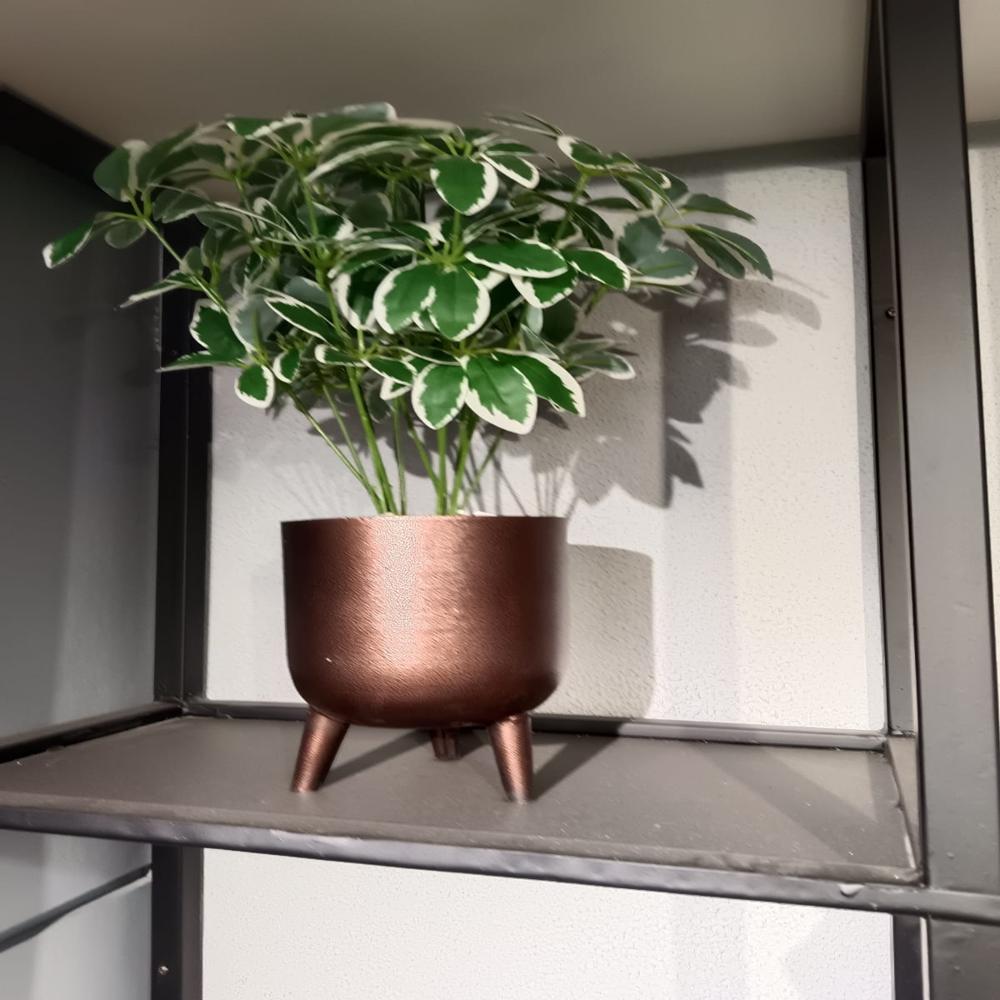 SG-SP-131 Dwarf Umbrella Plant