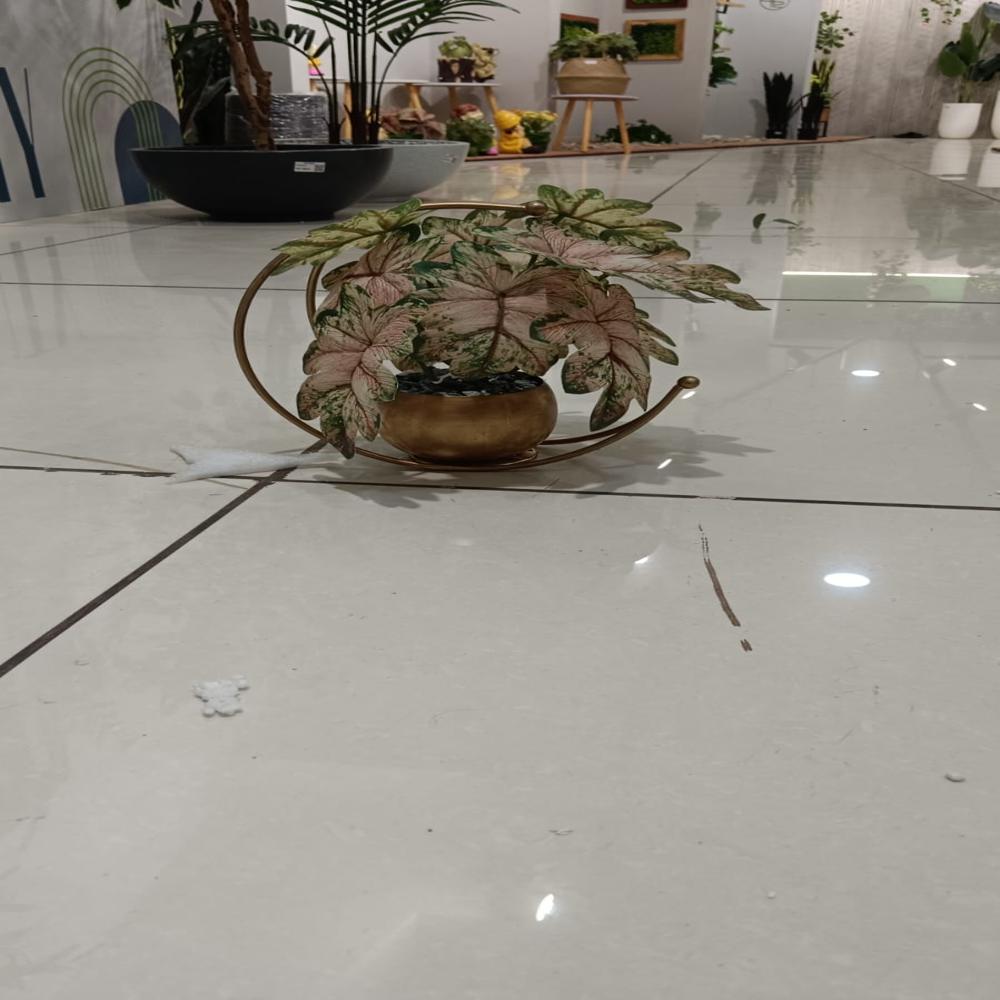 SG-SP-121 Turtle Beck-3 Plant