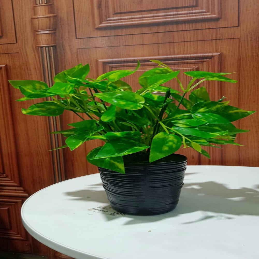SG-BSP-04 Money Plant With Pot
