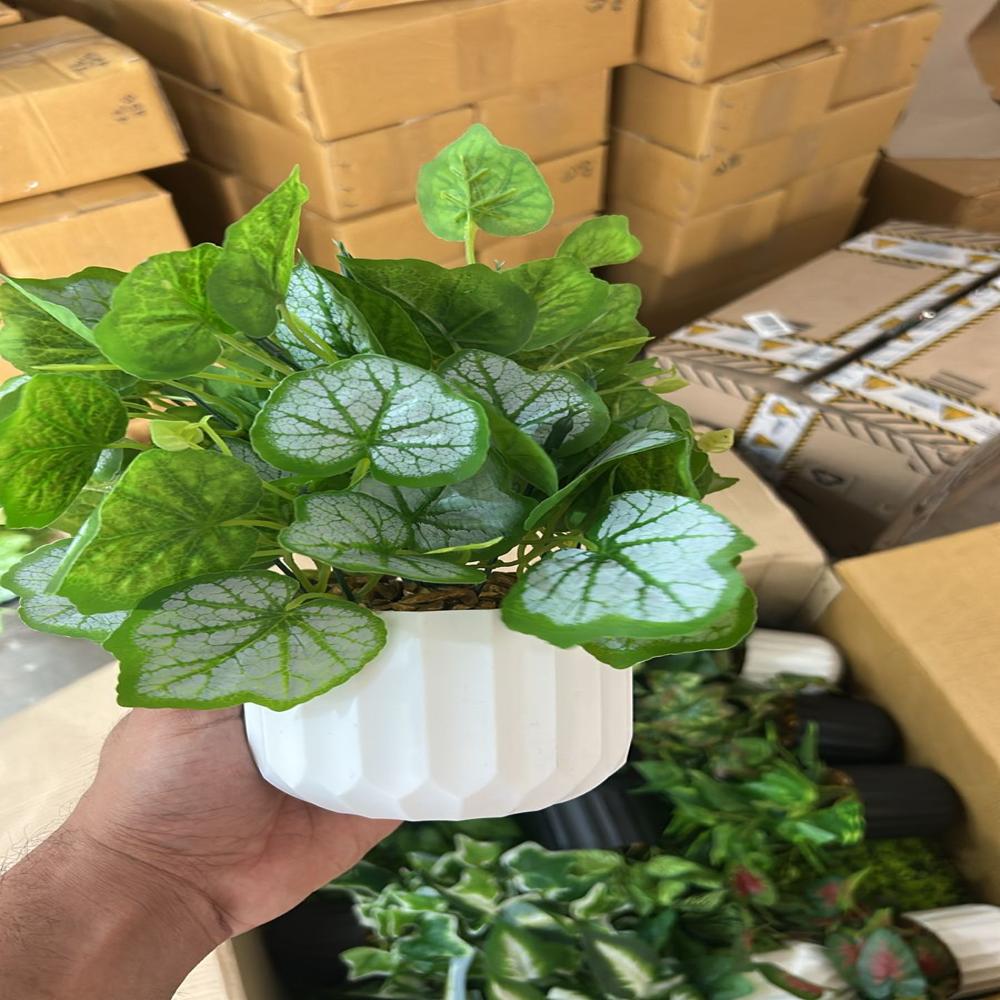 SG-BSP-07 Monstera Dubia Plant With Pot