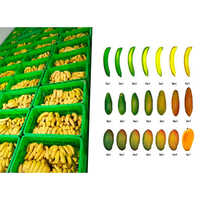 Ripening Chamber