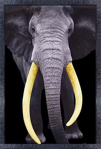 Elephant Photo Frame