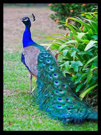 Peacock Wall Decorative A4 Size Photo Frame - Thickness: 1 Meter