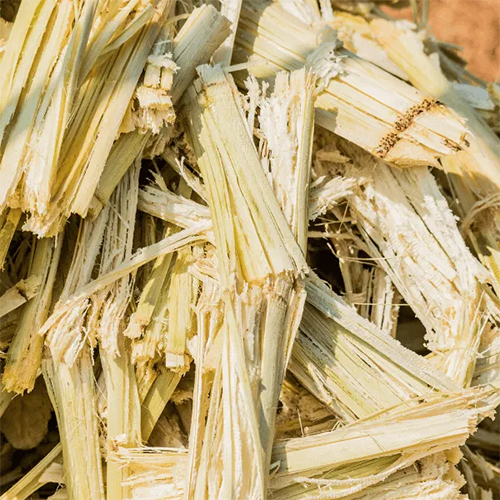 Sugarcane Bagasse