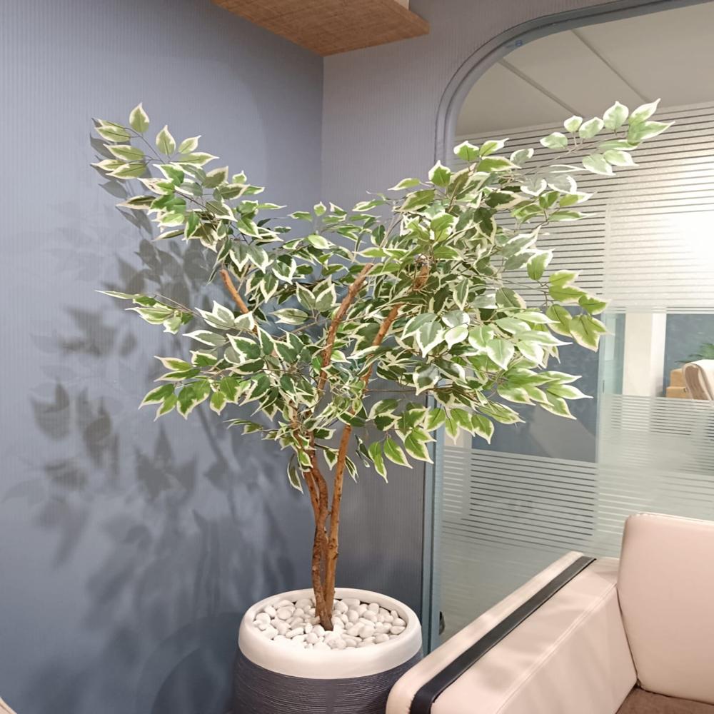 Artificial White Ficus Plant