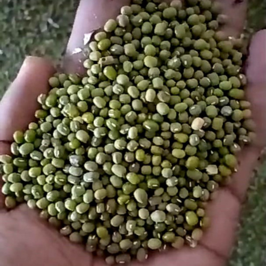 हरी चना -
