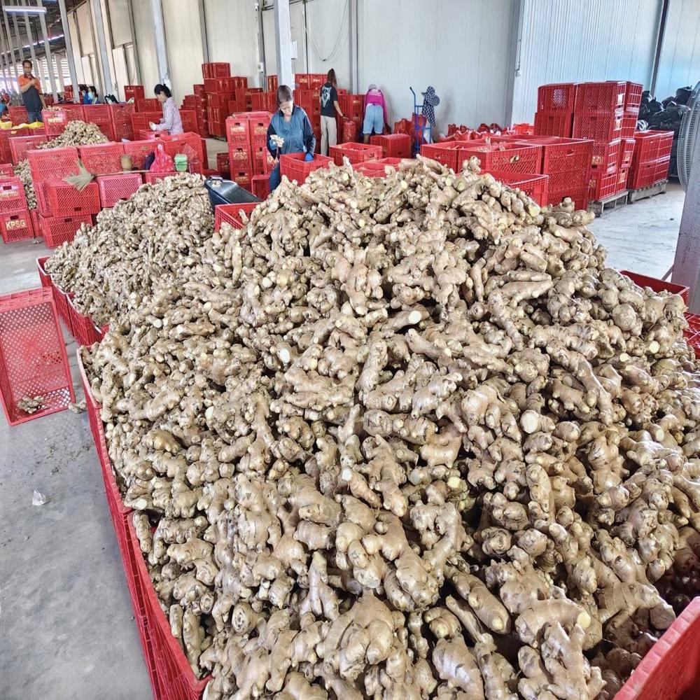 Thailand Fresh Ginger