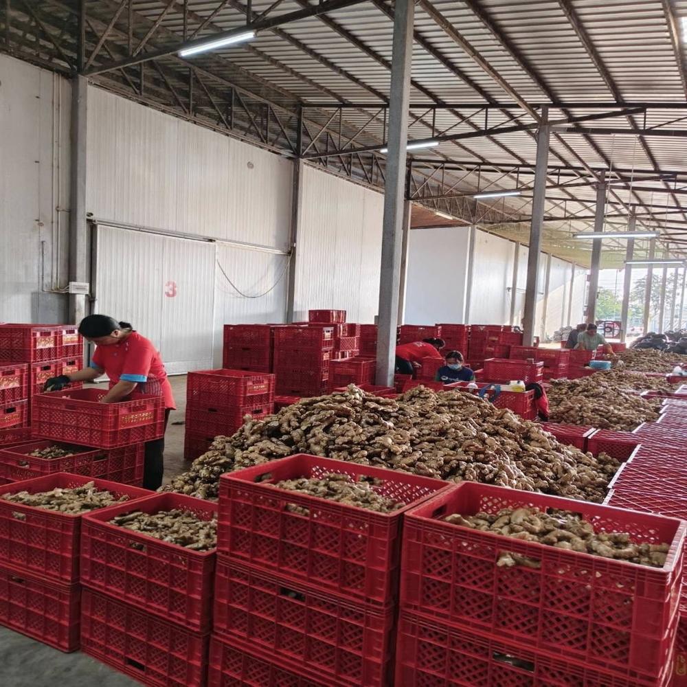 Thailand Fresh Ginger