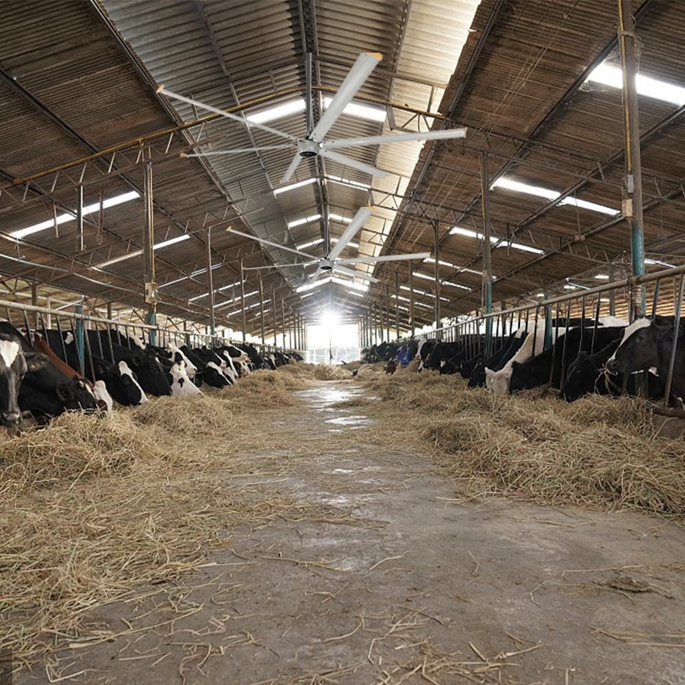 High Volume Low Speed 7.3m 12ft 24ft Chicken Warehouse HVLS Ceiling Fans