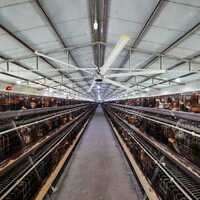 12ft 16ft 14ft 6 Blades 1500w Poultry Farms Ventilation Air Fans Cow House Large Big HVLS Fans