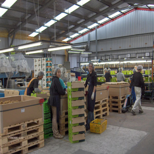 Fruit And Vegetable Pack House - Automation Grade: A