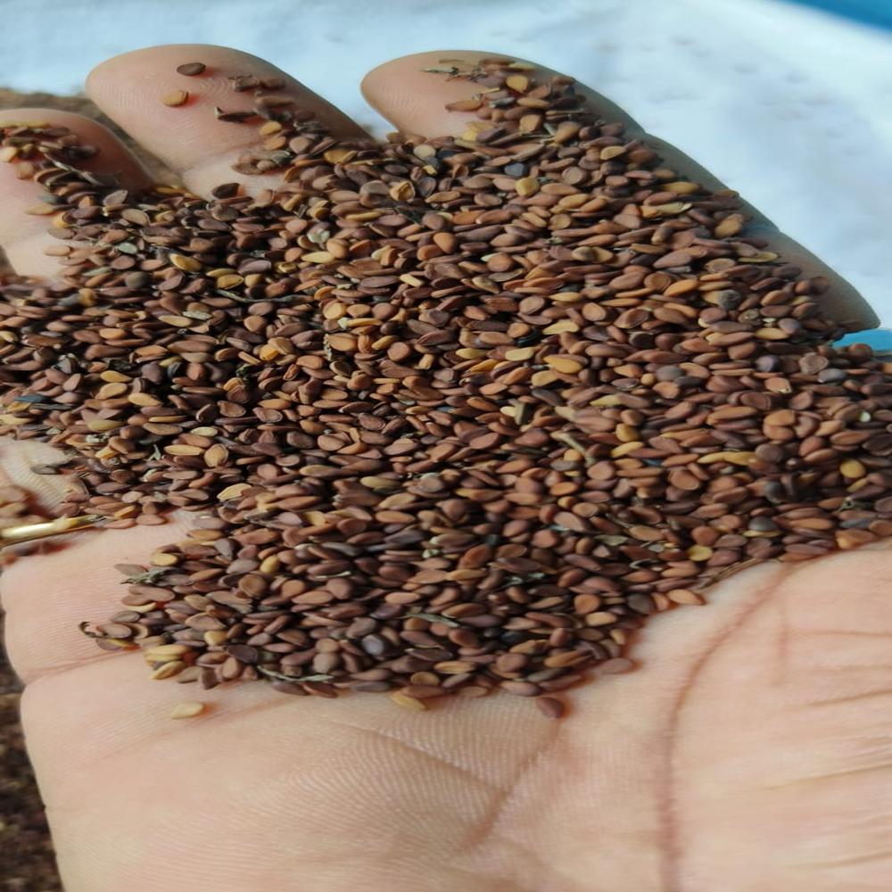 Brown Sesame Seeds - Admixture (%): 2%