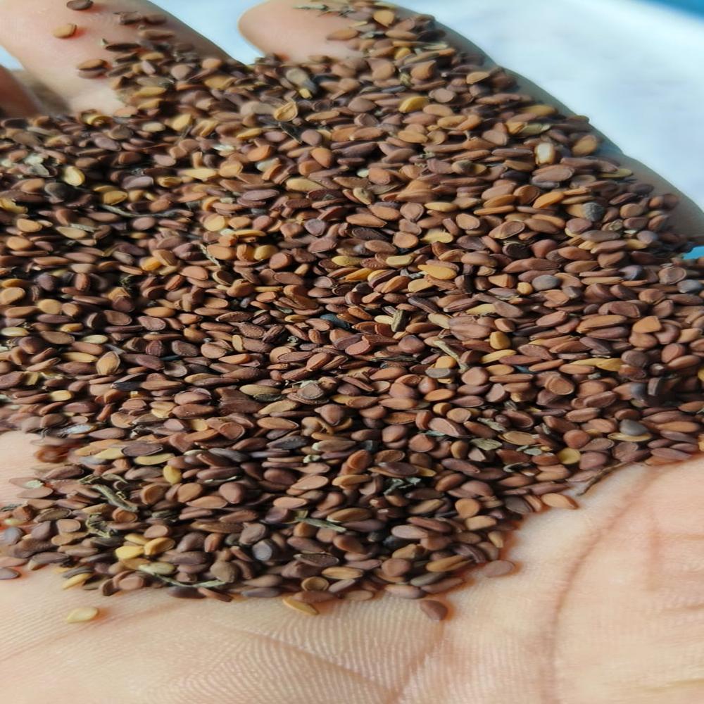 brown sesama seeds