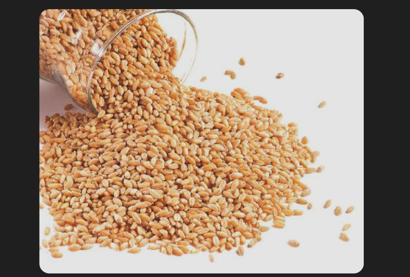 Sarbati wheat