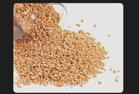 Sarbati wheat