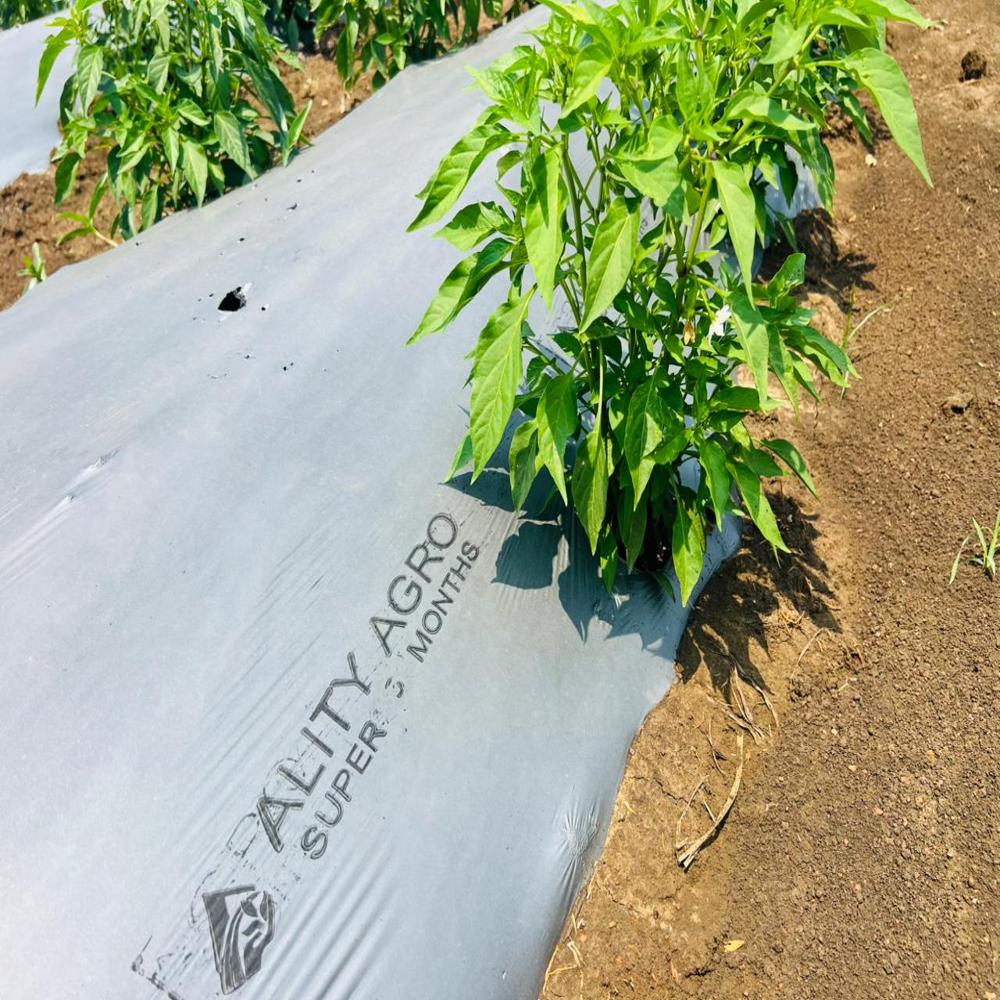 25 Mic Mulch Film