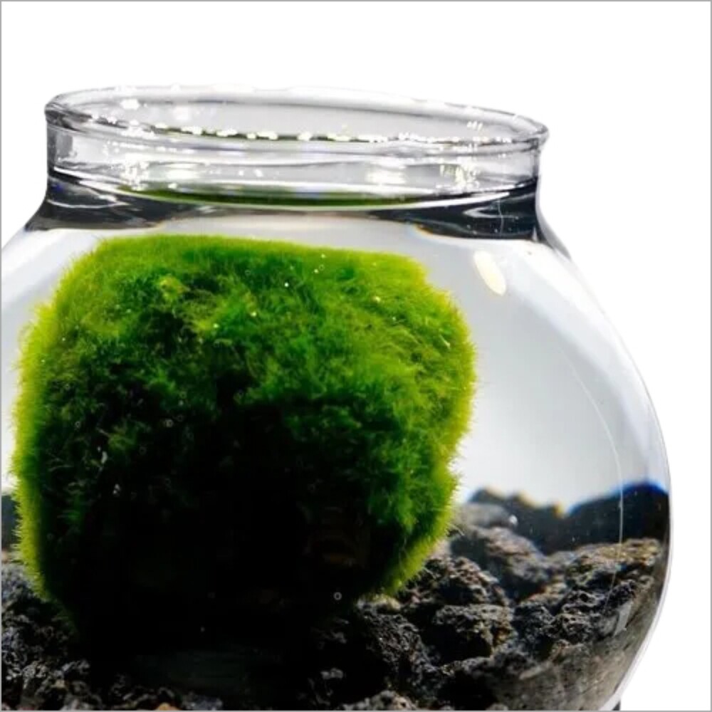Fish Aquarium Bowl