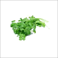 Fresh Coriander Leaves - Green, Bulk Packaging | Fresh, Aromatic, Flavorful, Nutritious, Versatile Herb