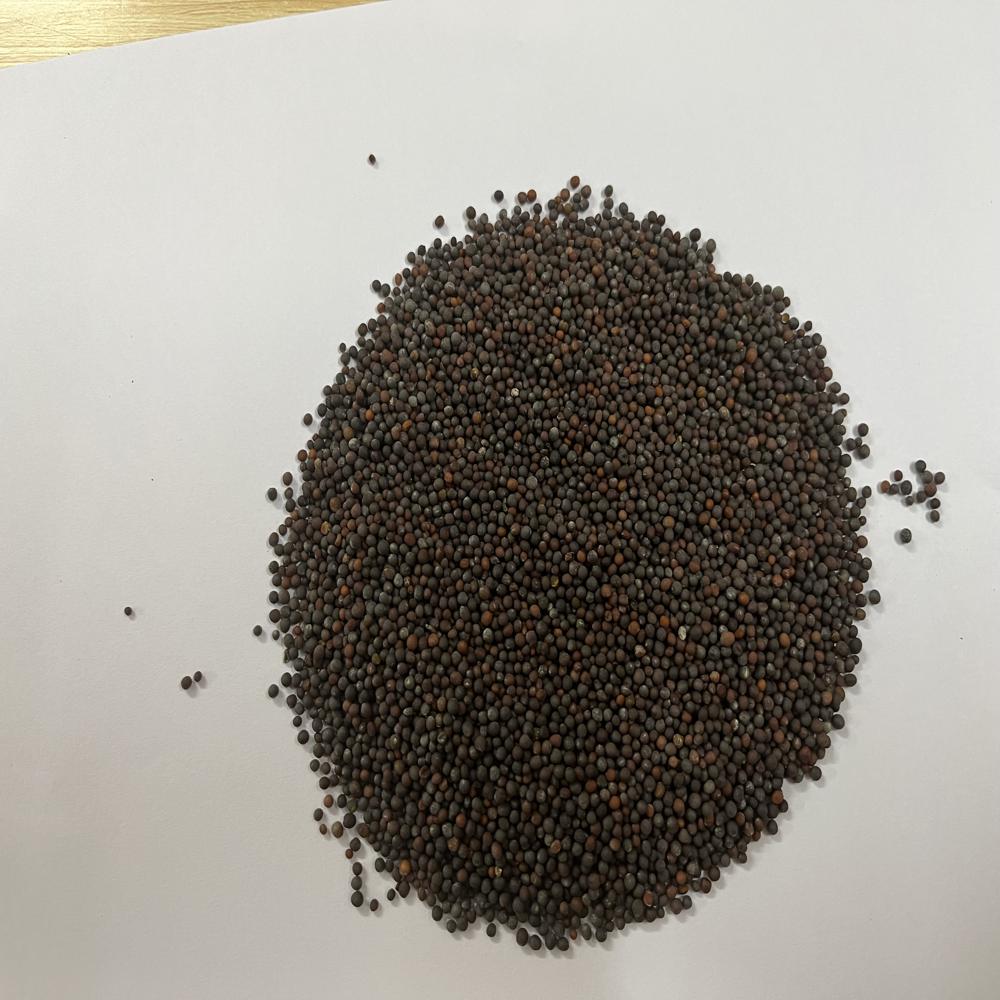 Black Mustard Seeds
