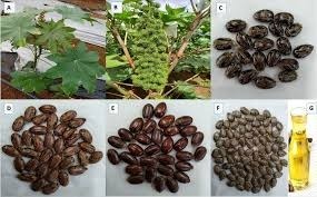 Castor Seeds