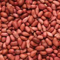 Groundnut Seeds