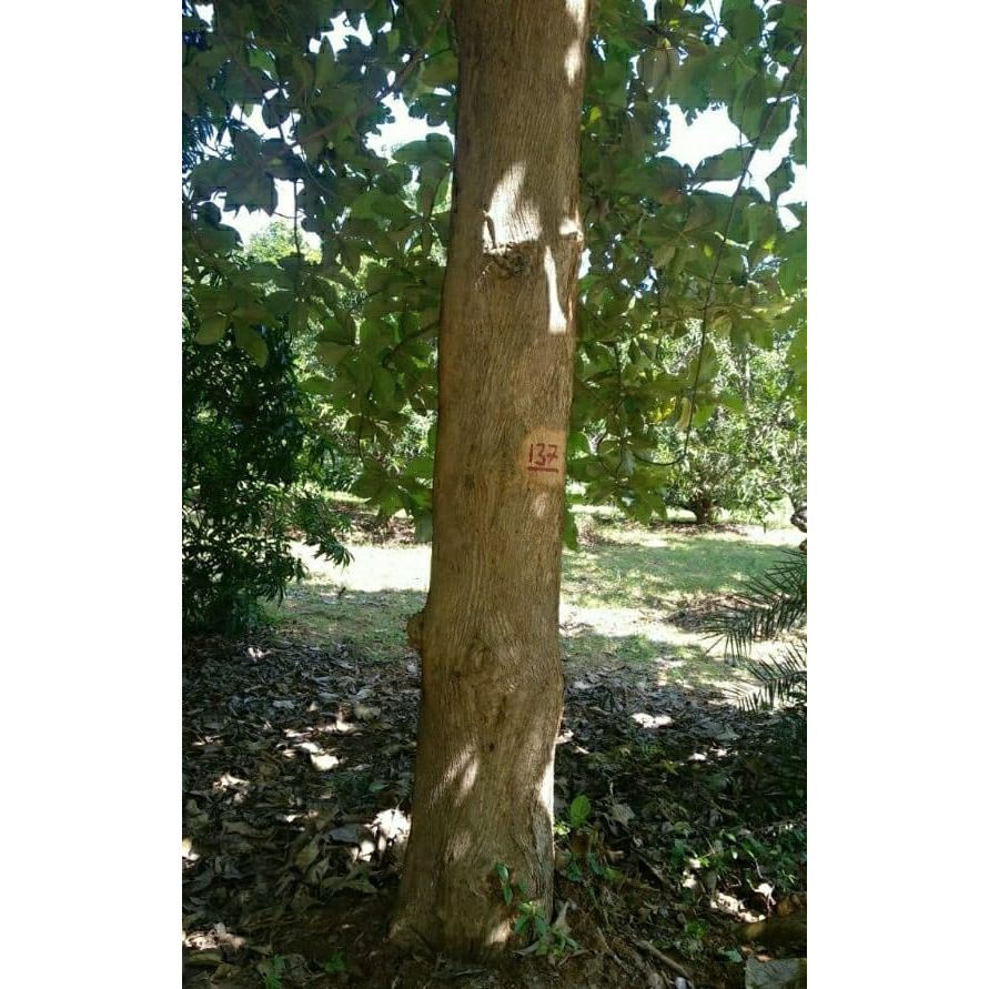 Sagwan Wood Logs