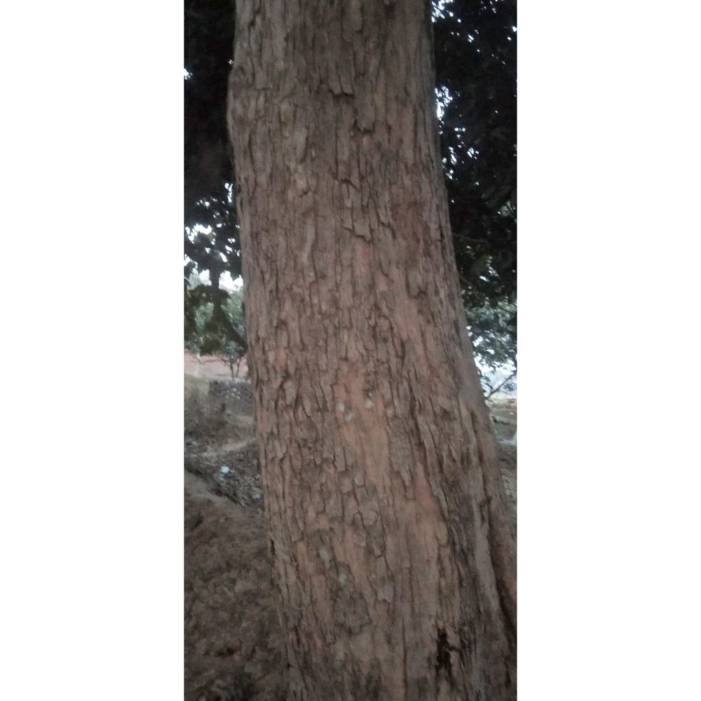 Sagwan Wood Logs